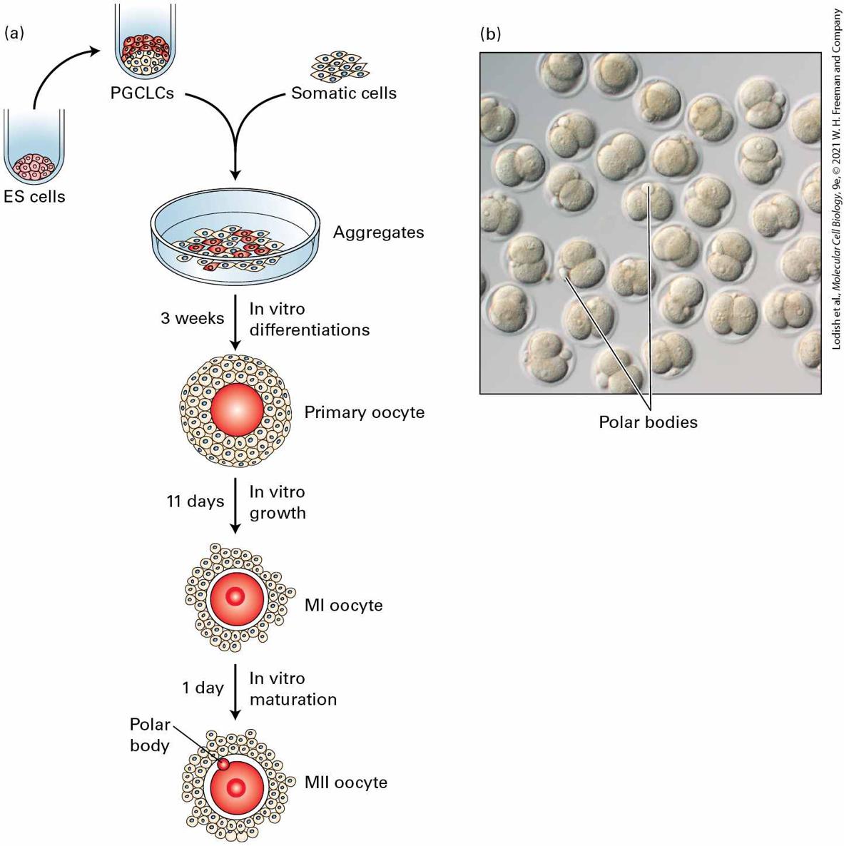 Ch 22 fig (p. 3746)