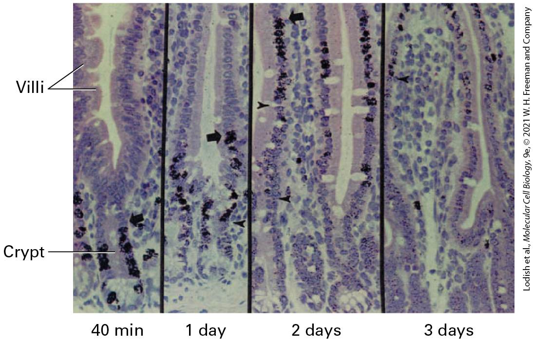 Ch 22 fig (p. 3767)