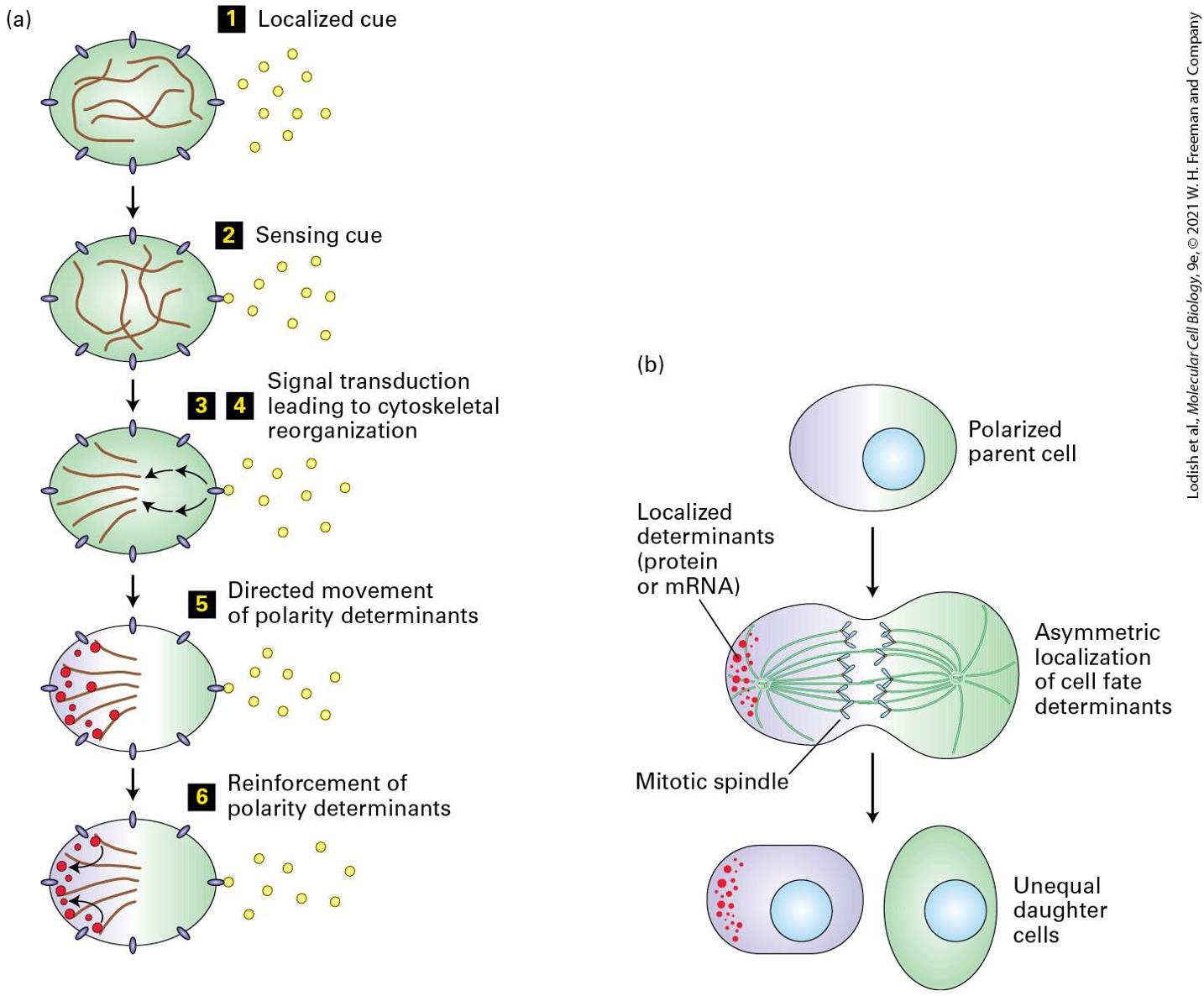 Ch 22 fig (p. 3806)