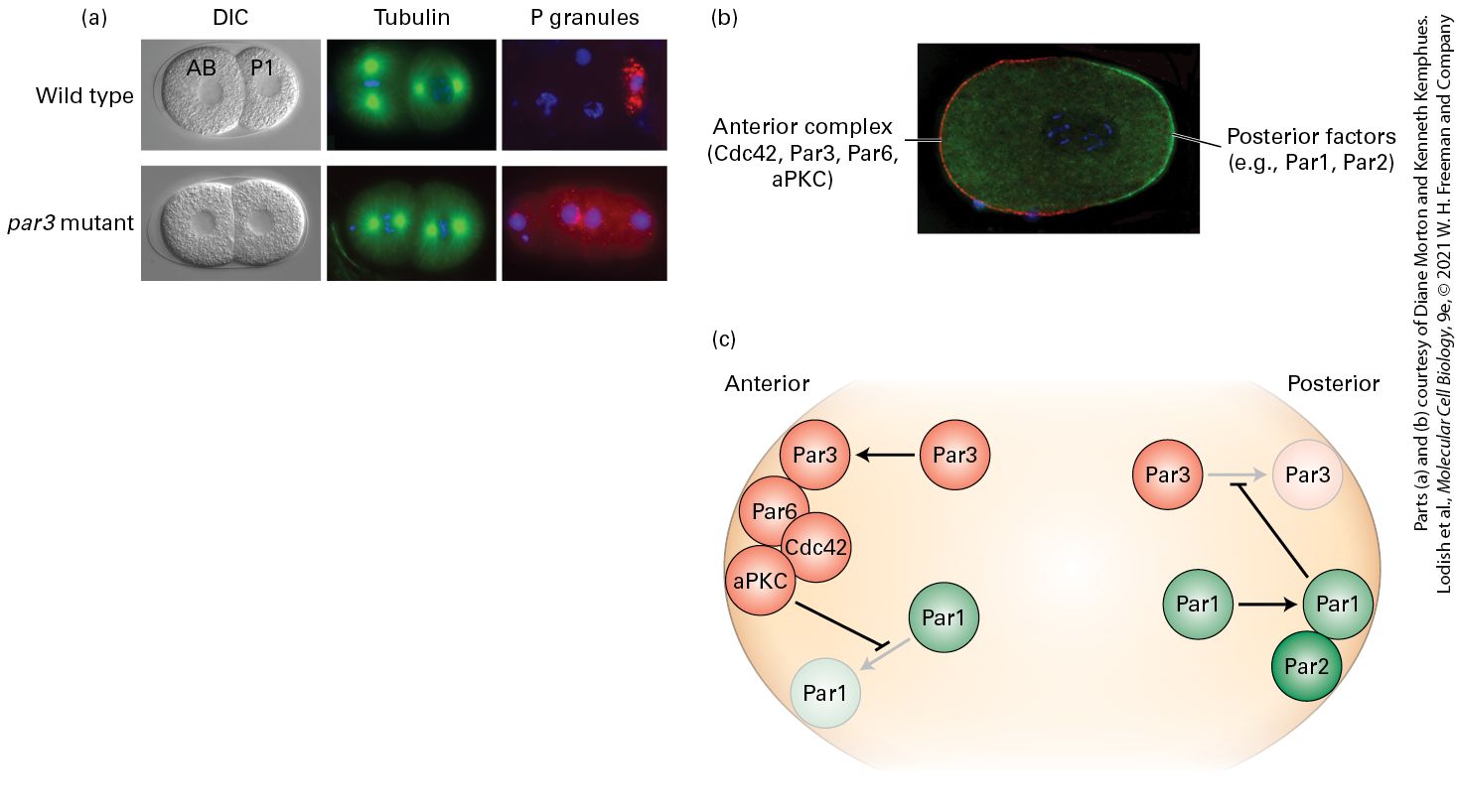 Ch 22 fig (p. 3816)