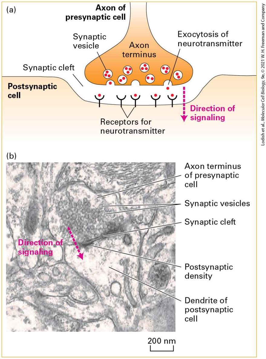 Ch 23 fig (p. 3902)