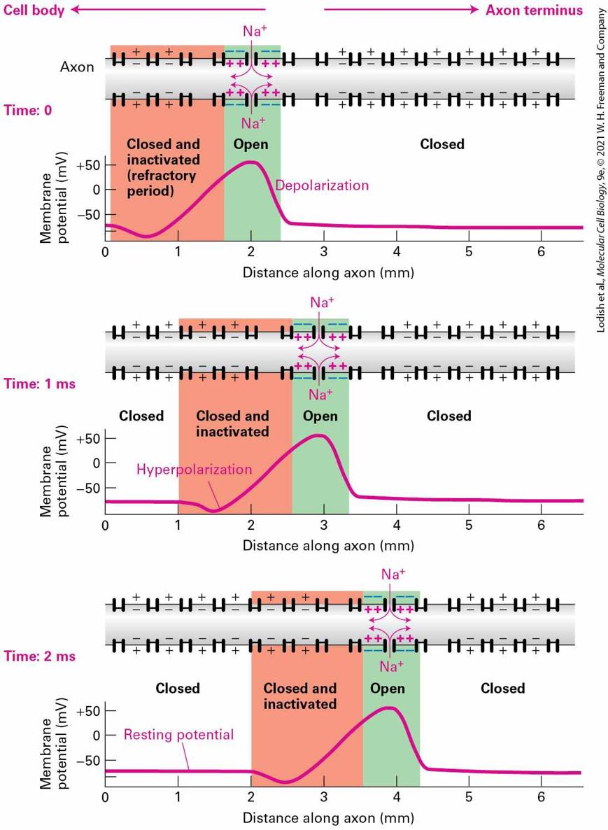 Ch 23 fig (p. 3936)