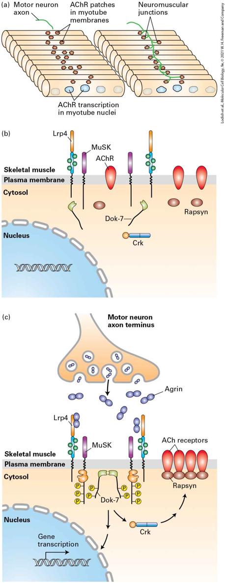 Ch 23 fig (p. 3979)