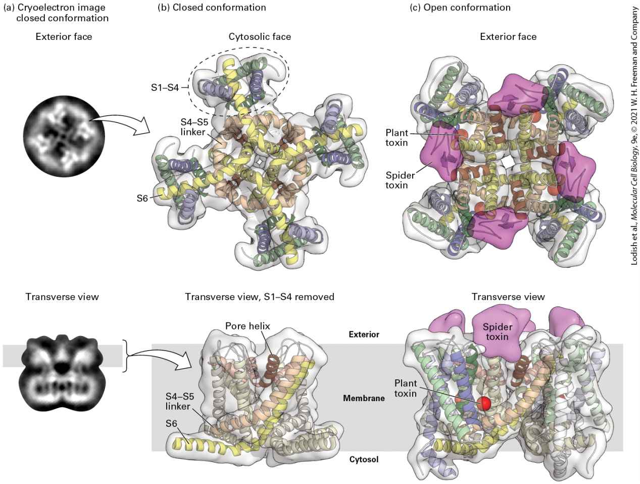 Ch 23 figure