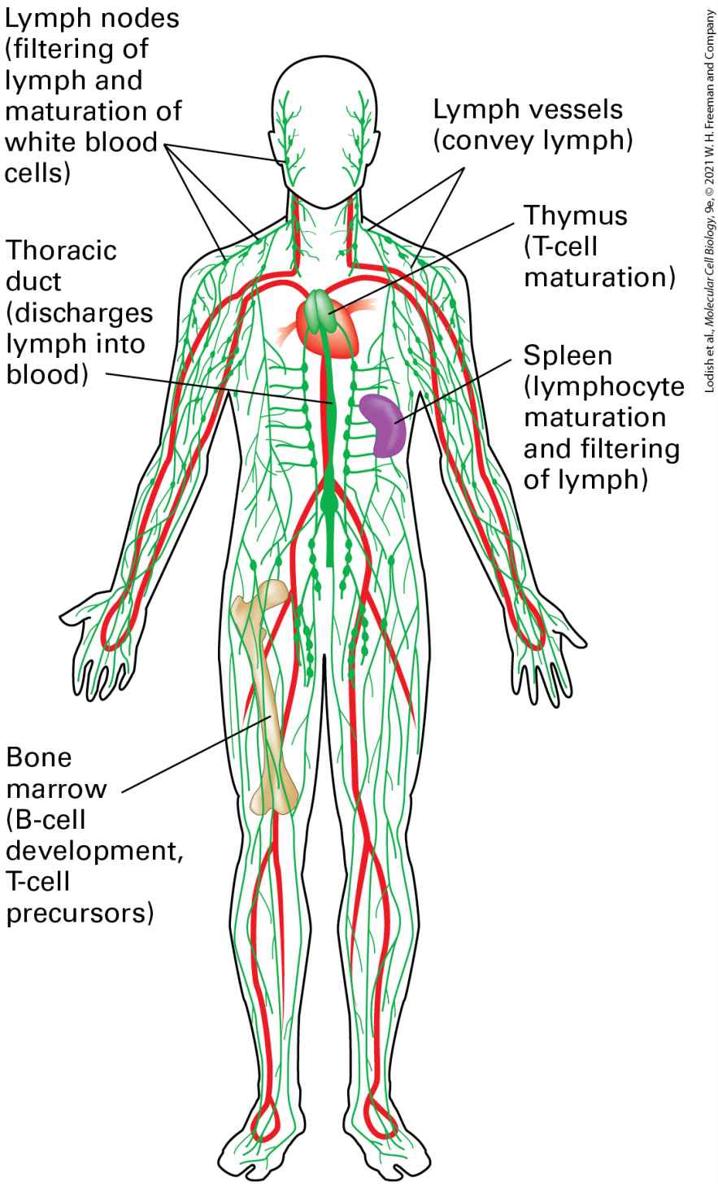 Ch 24 fig (p. 4087)