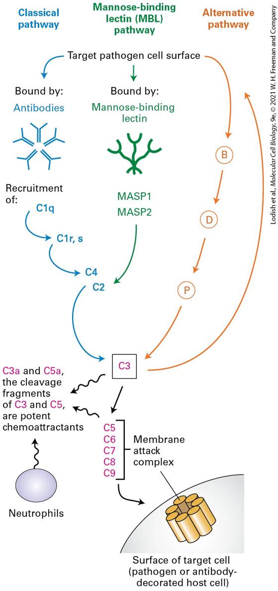 Ch 24 fig (p. 4098)