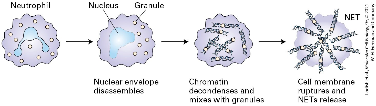 Ch 24 fig (p. 4109)