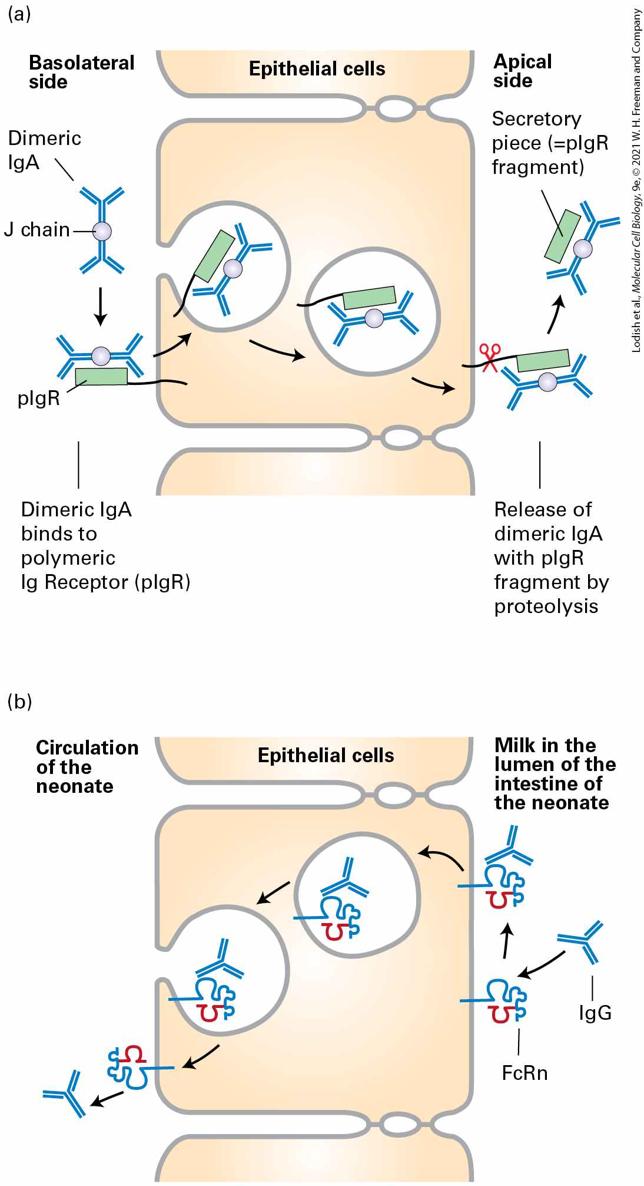 Ch 24 fig (p. 4121)