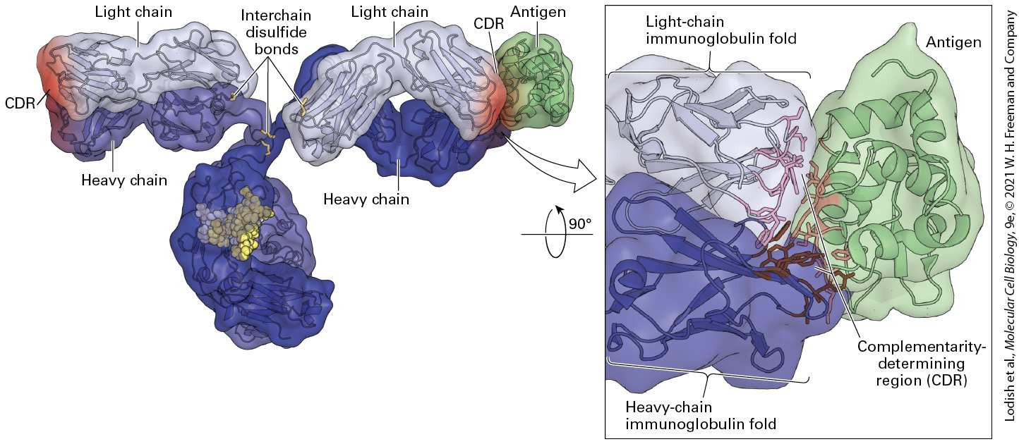 Ch 24 fig (p. 4130)