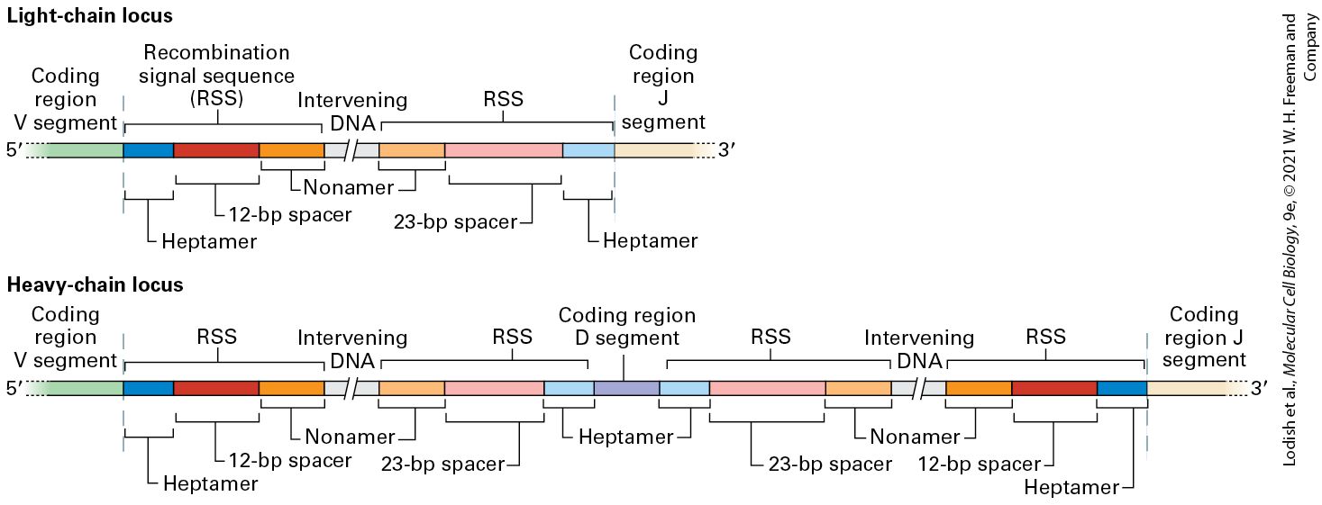 Ch 24 fig (p. 4141)