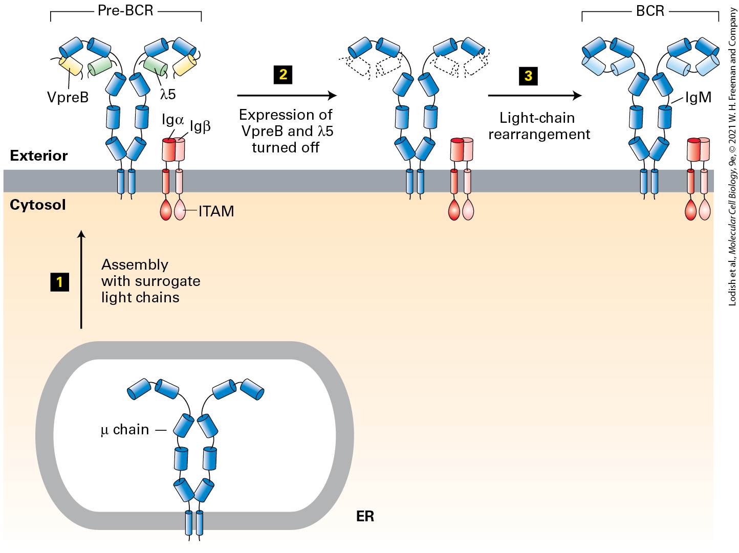 Ch 24 fig (p. 4153)