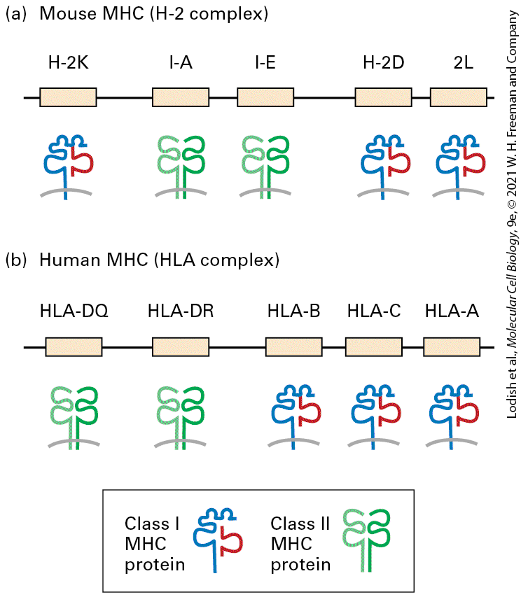 Ch 24 fig (p. 4167)