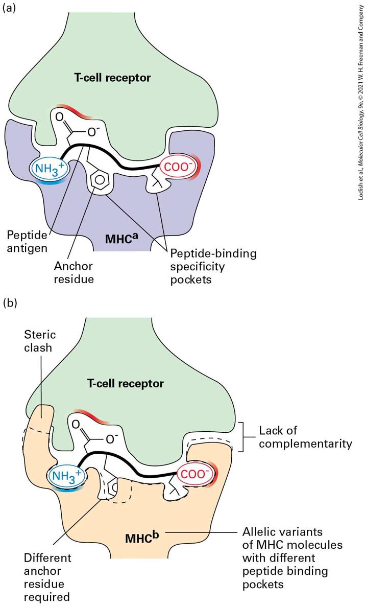Ch 24 fig (p. 4181)