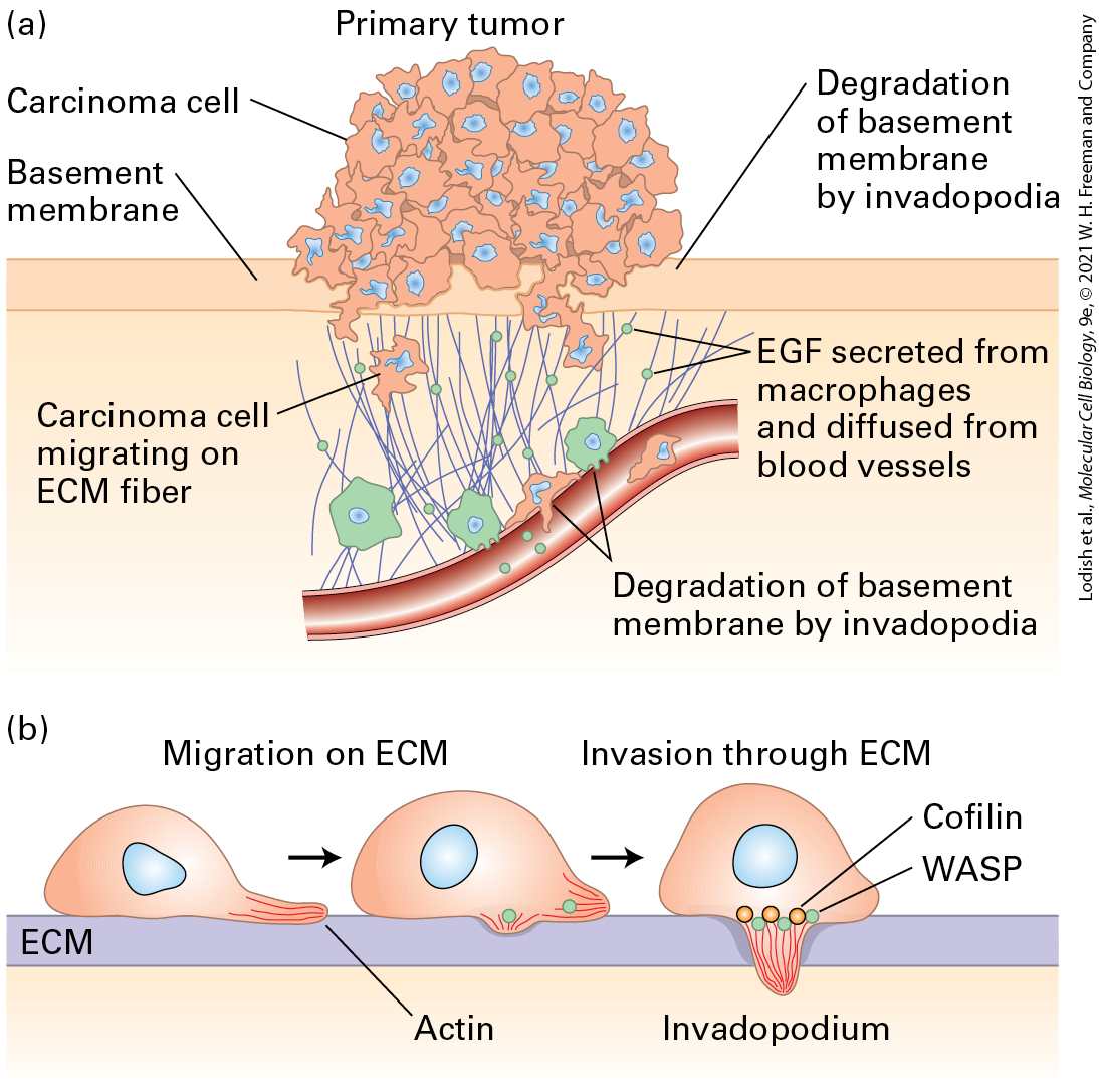 Ch 25 fig (p. 4304)