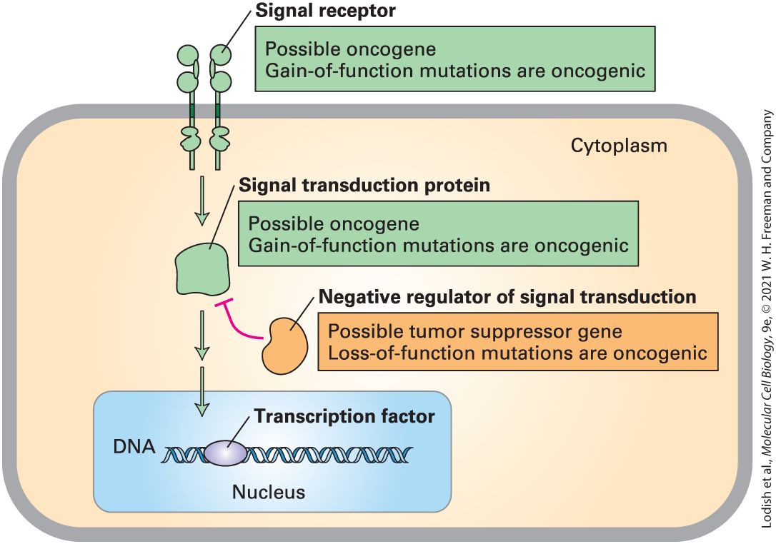 Ch 25 fig (p. 4339)