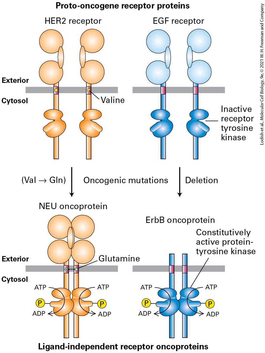 Ch 25 fig (p. 4350)