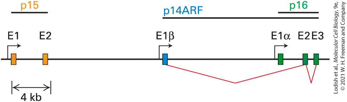 Ch 25 fig (p. 4359)