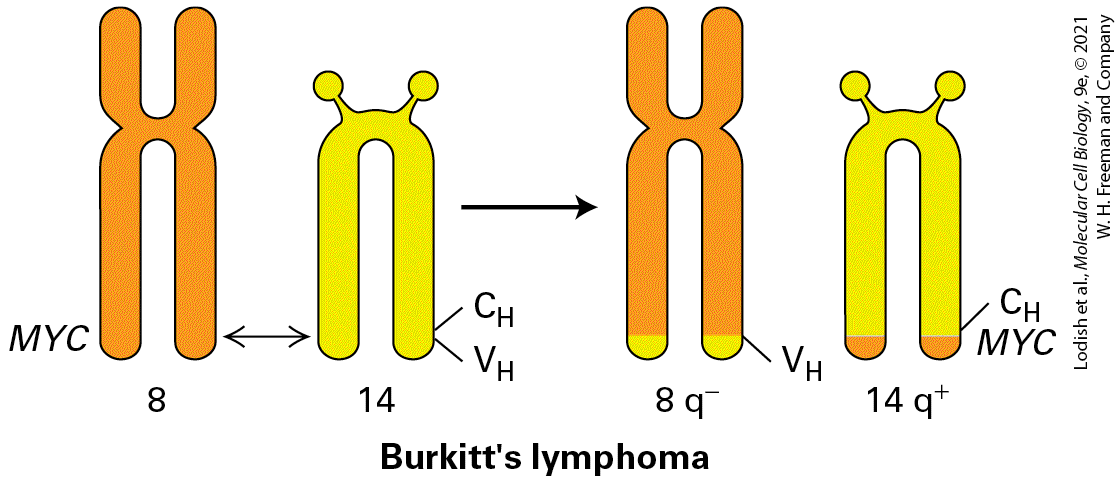 Ch 25 figure