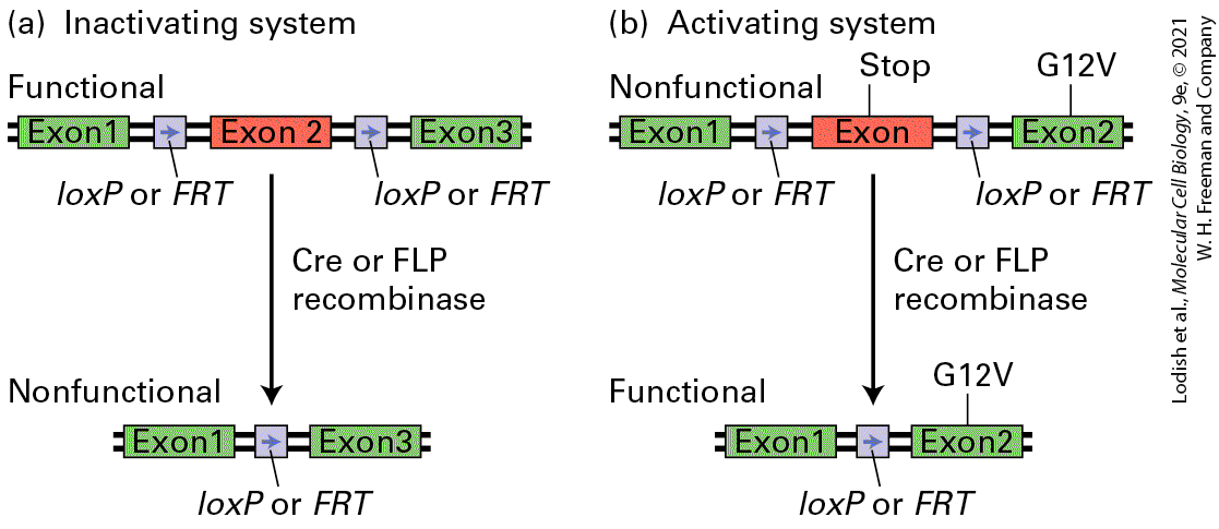 Ch 25 figure