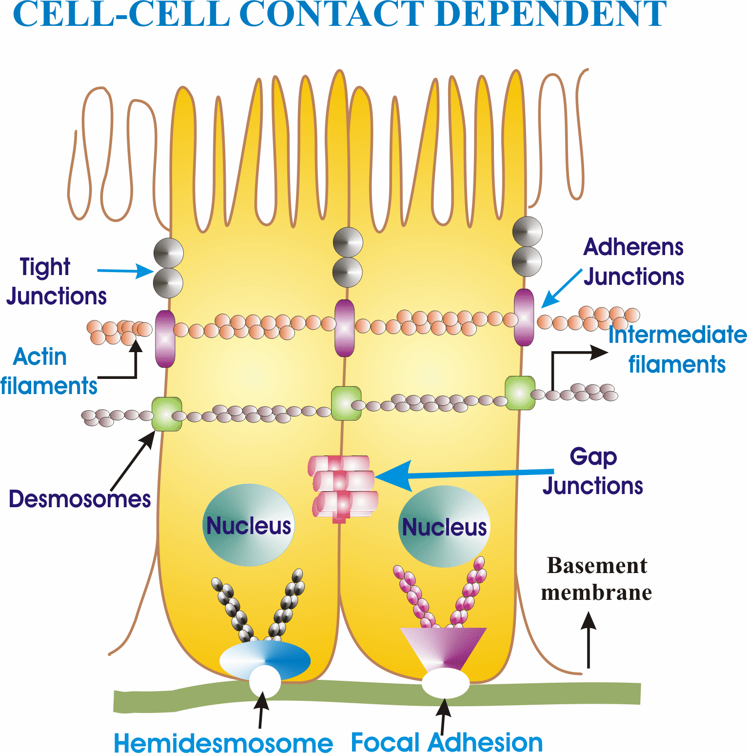 Figure 1. Cell-cell contact-dependent junctions - tight junctions, adherens junctions, desmosomes, gap junctions, hemidesmosomes and focal adhesions, with the actin and intermediate filaments they anchor to. Dr. Johnson’s research lives at the gap junction; the full story is in Lecture 02, Part 12.