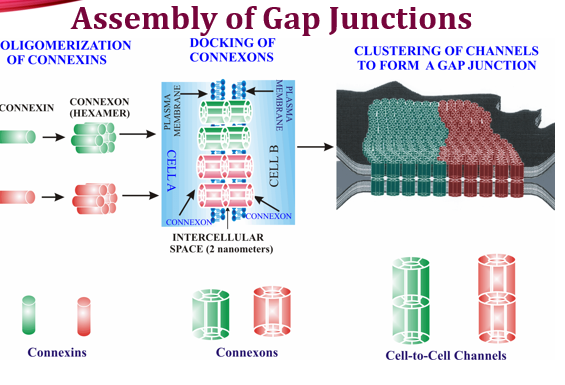 Figure 2. The simple version: single connexins OLIGOMERIZE into a connexon (hexamer), two connexons DOCK across the 2-nm intercellular space, and many channels CLUSTER into a gap junction. Read this before the detailed diagrams.