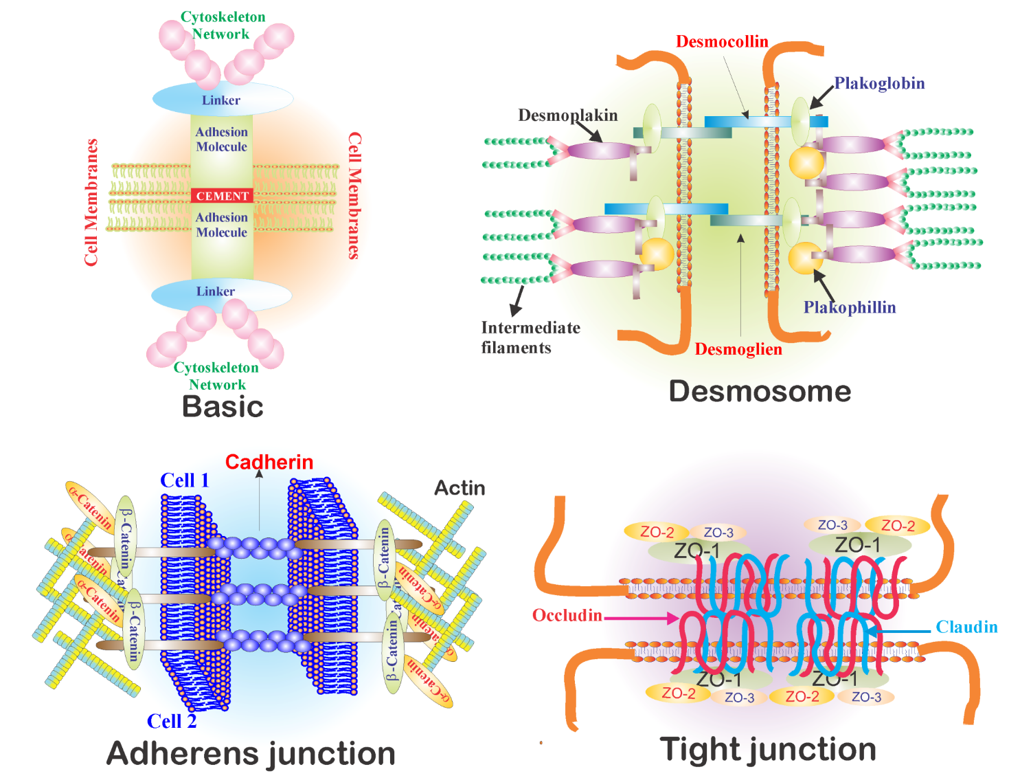 Figure 3. The universal junction blueprint (top left, "Basic"): two cell membranes, an adhesion molecule from each cell "cemented" together on the OUTSIDE, and a LINKER on the inside tying it to the cytoskeleton - then the three worked examples: desmosome (intermediate filaments), adherens junction (cadherin + catenins + actin), and tight junction (occludin/claudin with ZO-1, ZO-2, ZO-3 as the linkers).