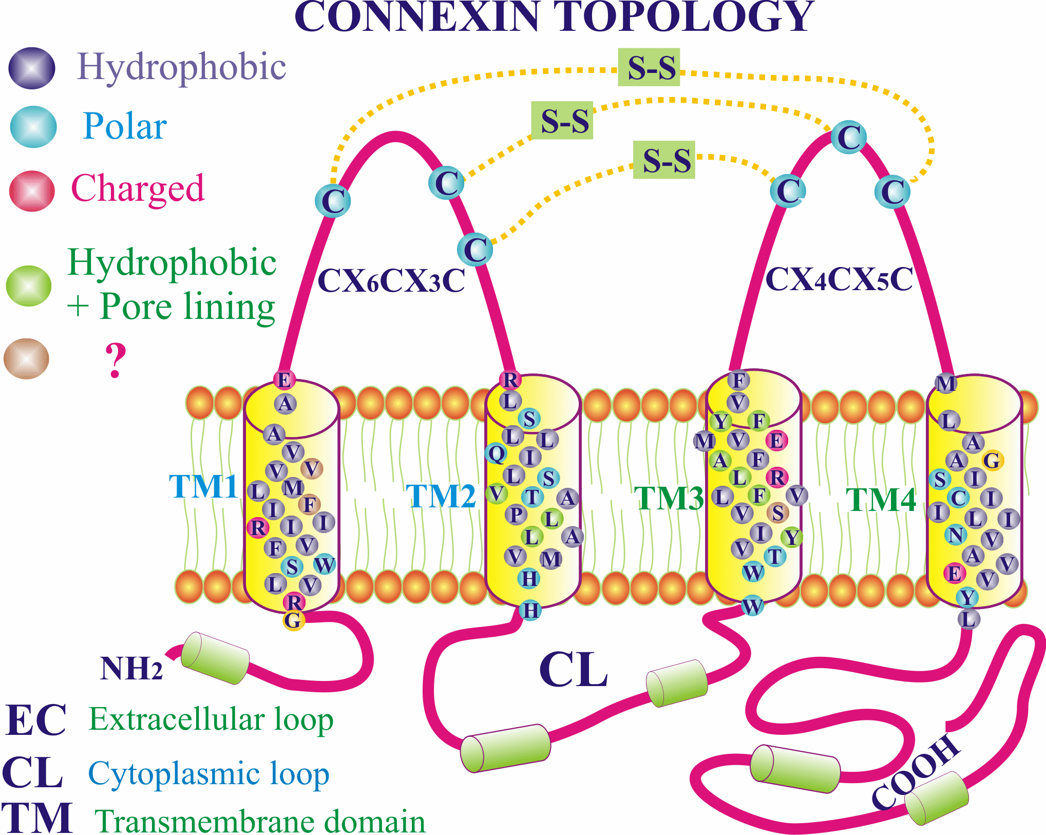 Figure 4. Connexin topology, exactly as she walked it: NH₂ terminus, four transmembrane domains (TM1-TM4), two EXTRACELLULAR loops (EC - the cysteines that form the S-S bonds for docking), one CYTOPLASMIC loop (CL), and the long COOH-terminal tail. Colour-coding shows the hydrophobic residues that face the lipid and the pore-lining residues.