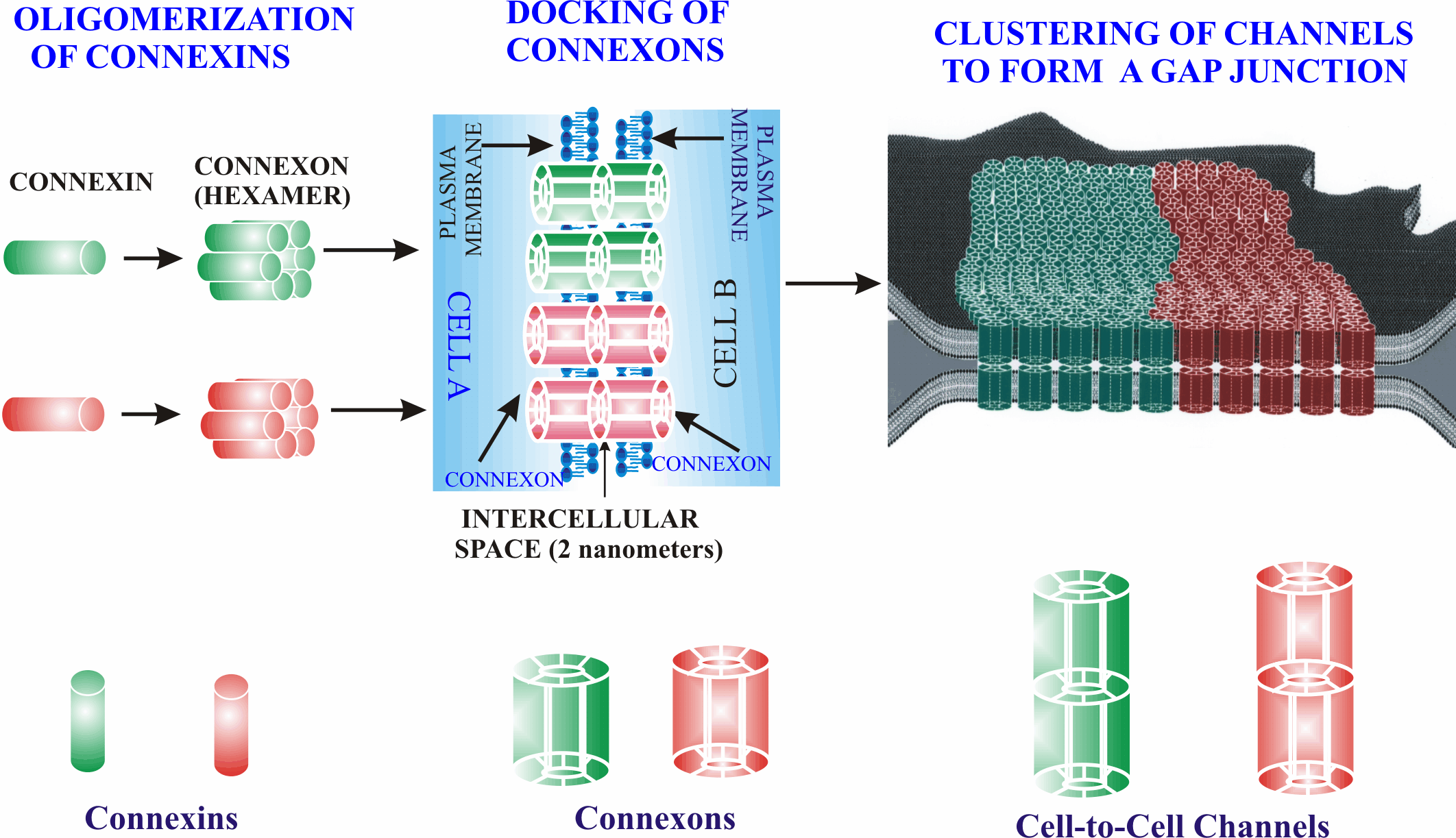 Figure 5. From protein to plaque: OLIGOMERIZATION of connexins into a connexon (hexamer) -> DOCKING of two connexons across the 2-nm intercellular space -> CLUSTERING of channels into a gap junction. Bottom row: connexins, connexons, and completed cell-to-cell channels.