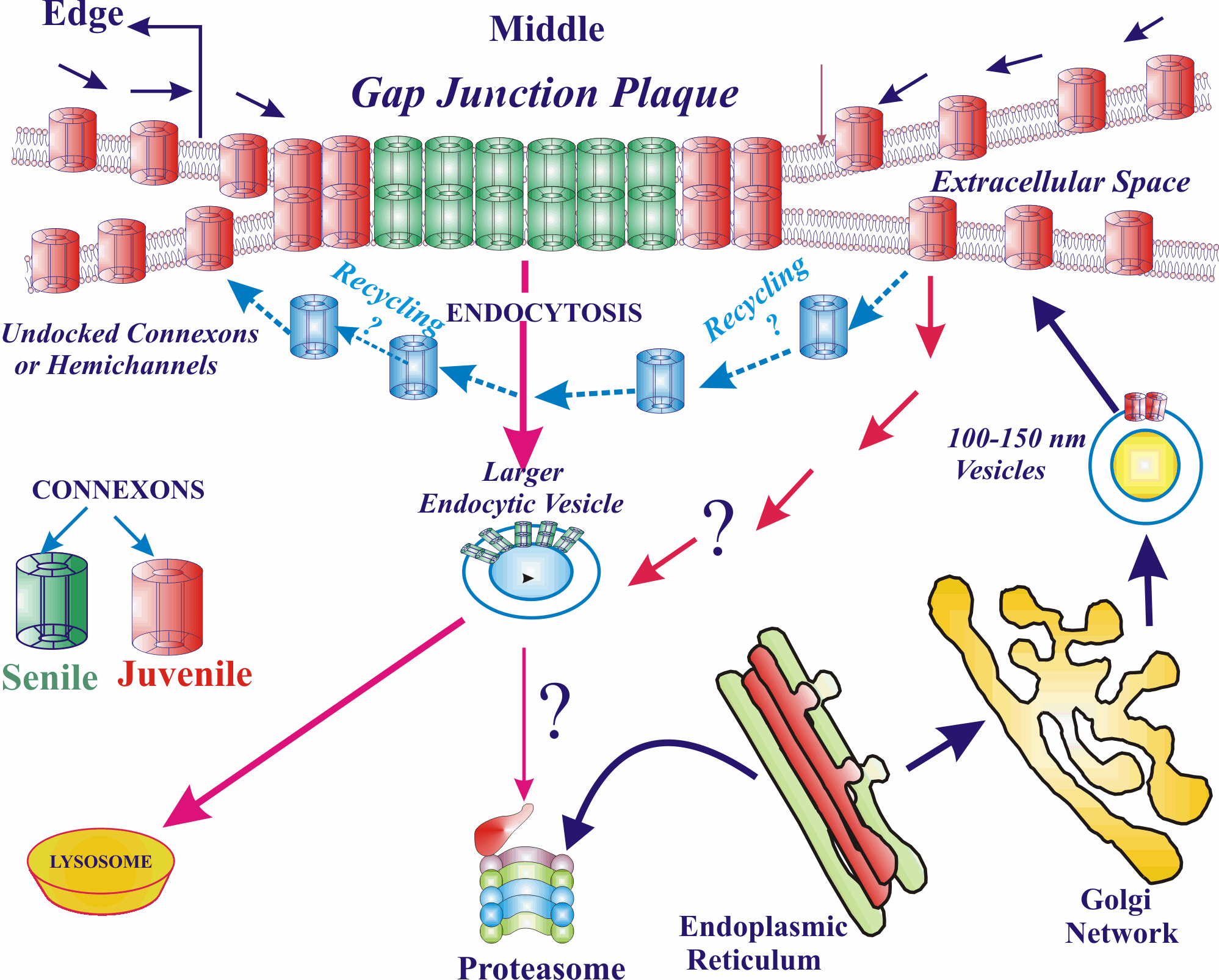 Figure 6. The full trafficking map from her PhD lab (Dr. Parminder Mehta, Mehta 2007): ER -> Golgi network -> 100-150 nm vesicles -> plaque at the membrane (note "edge" vs "middle" - new channels add at the edge, old ones are removed from the middle) -> ENDOCYTOSIS into a larger endocytic vesicle -> lysosome, or possibly proteasome. Undocked connexons/hemichannels may recycle.