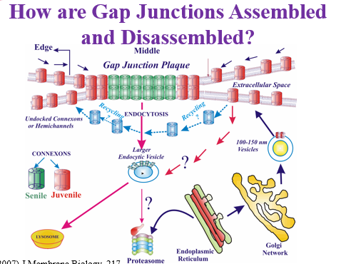 Figure 7. The same diagram in its slide form - "How are gap junctions assembled AND disassembled?" This internalization of an entire plaque is the protective mechanism she described for heart attacks.