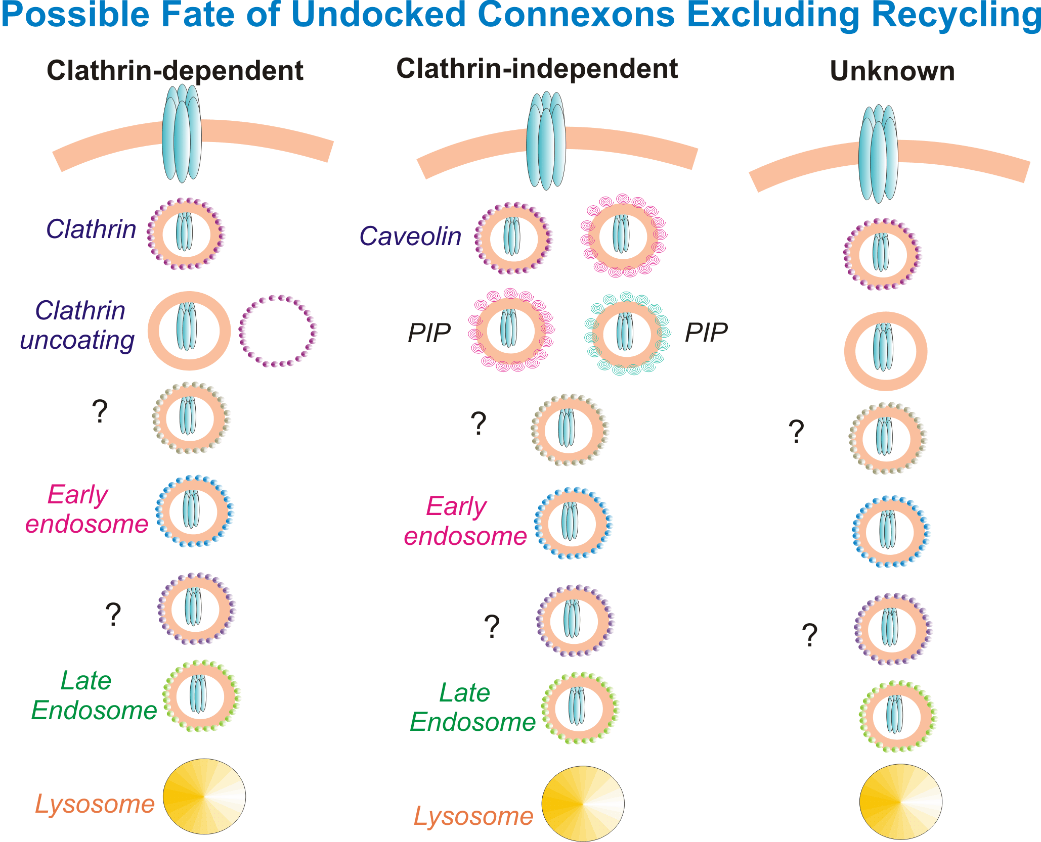 Figure 8. Possible fates of undocked connexons (excluding recycling): the CLATHRIN-dependent route (clathrin coat -> uncoating -> early endosome -> late endosome -> lysosome), the CLATHRIN-INDEPENDENT route (caveolin / lipid-raft, PIP), and an unknown route. The question marks are genuinely open questions in the field.