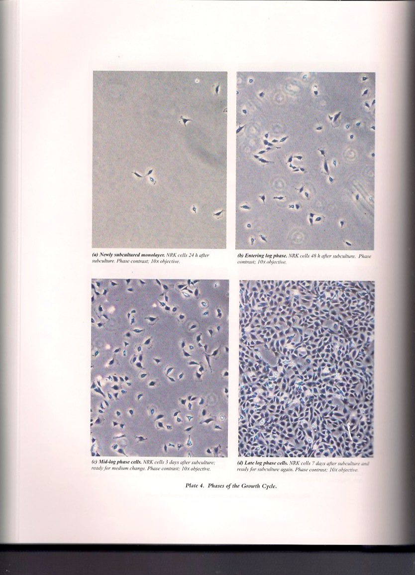 Cell density and morphology (Freshney, Culture of Animal Cells 2010) - morphology becomes diagnostic only near confluence.