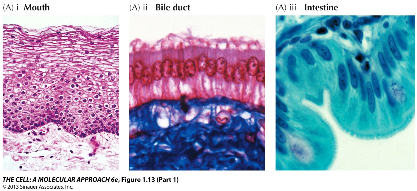 Types of cells in culture (lecture slide 3): epithelial vs fibroblastic vs lymphoblast-like morphologies.