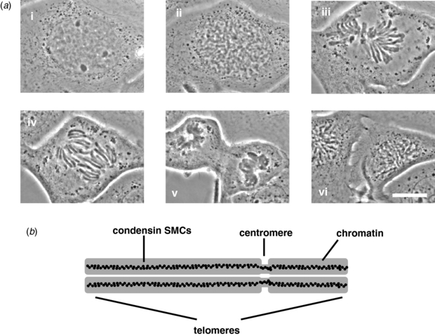 Identifying cells in mitosis (lecture slides 10-11): rounded, refractile cells above the monolayer.