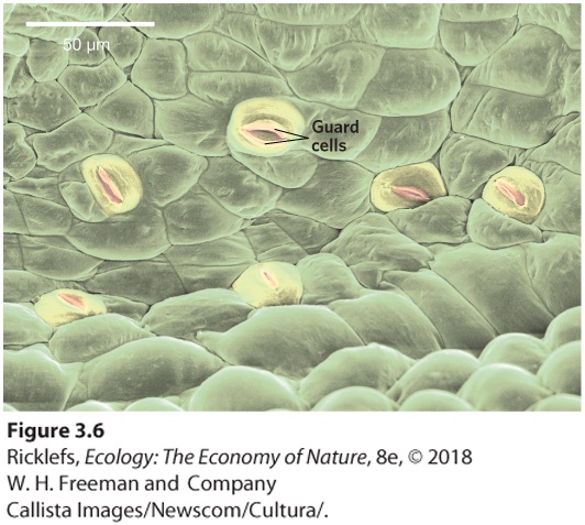 Ch 3 fig (p. 204)