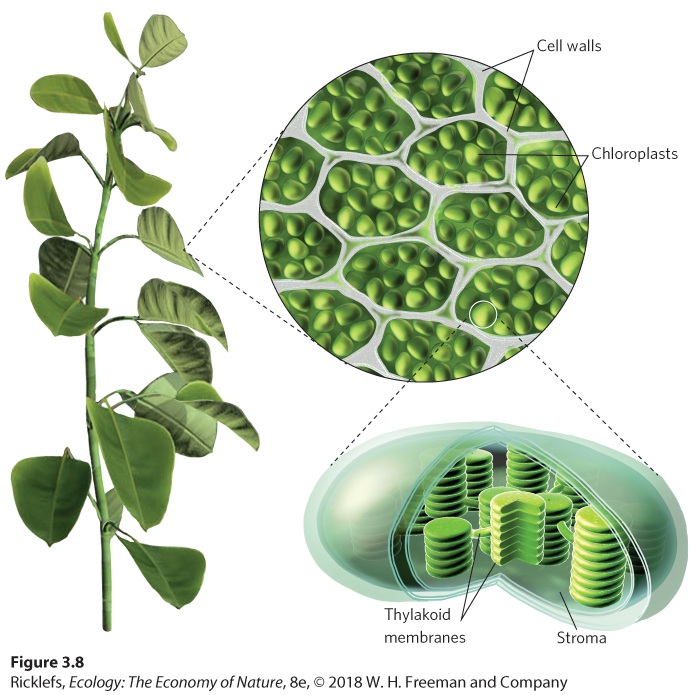 Ch 3 fig (p. 208)