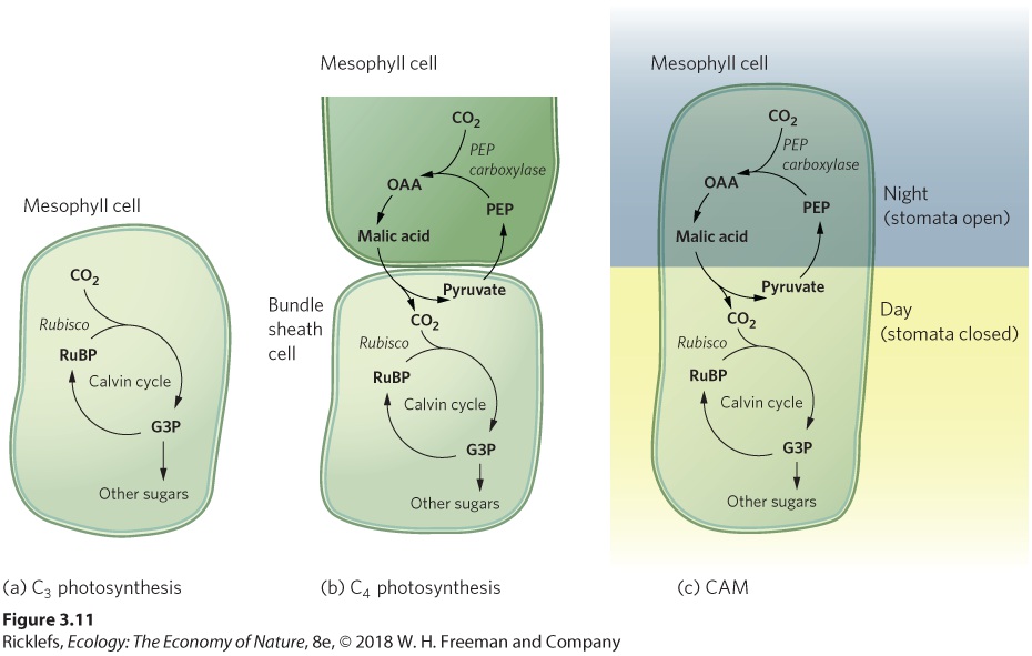 Ch 3 fig (p. 216)