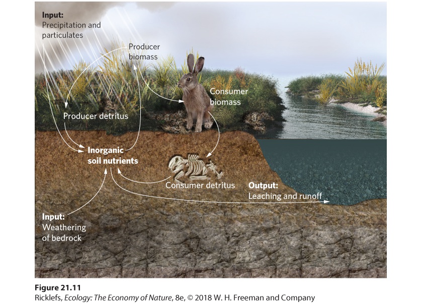 Ch 21 fig (p. 1213)
