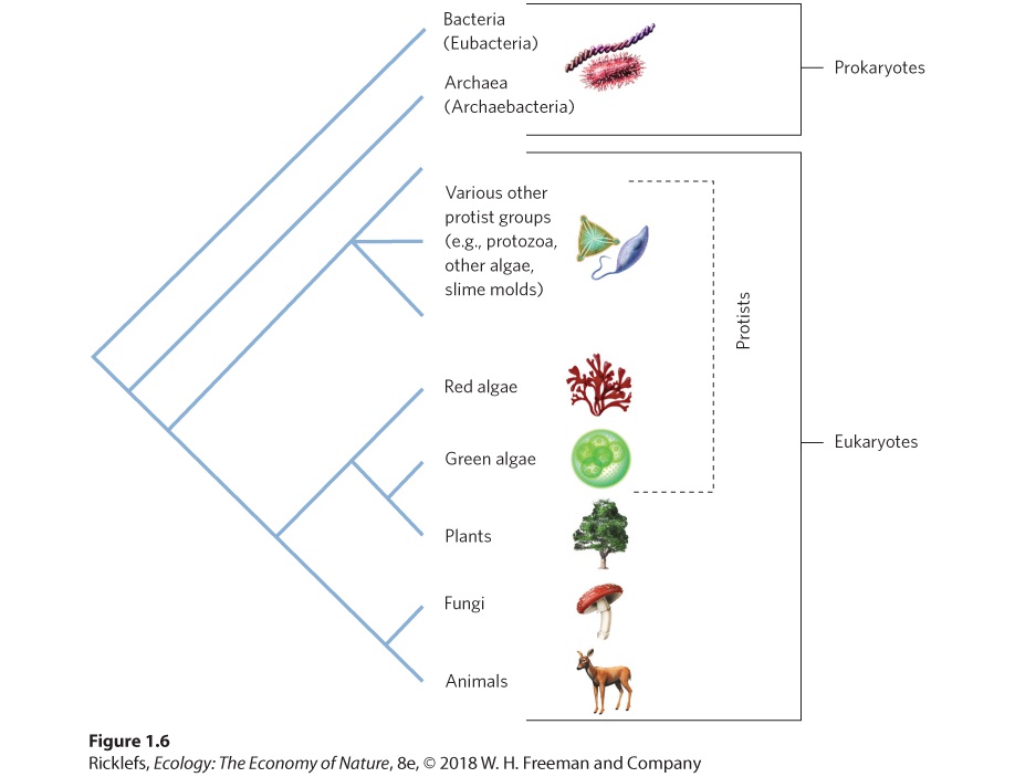 Figure from the course study guide