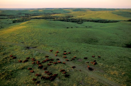 Slide 41: historical Great Plains grassland - trees confined to rivers.