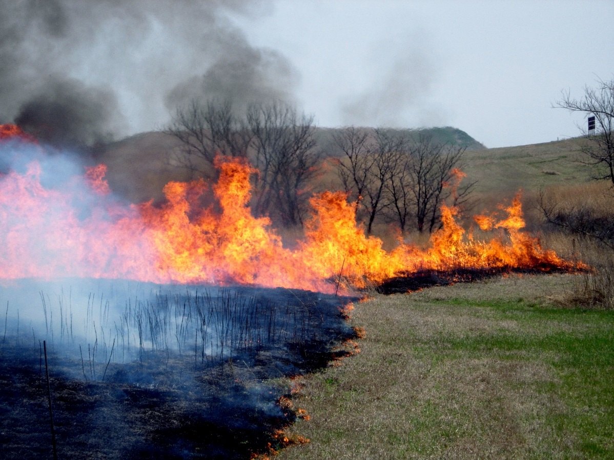 Slide 41: periodic fire maintained the open grassland.
