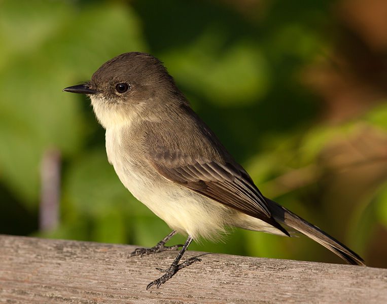 Eastern phoebe winter range against the −4 °C isotherm (Root 1988).
