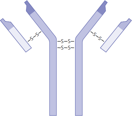 two light chains and two heavy chains connected by disulfide bridges