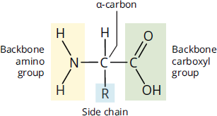 alpha carbon bonded to amino group, carboxylic acid, R group, and a hydrogen