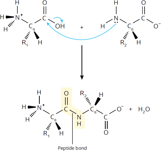 two amino acids forming peptide bond, dipeptide undergoing acid- or base-catalyzed hydrolysis