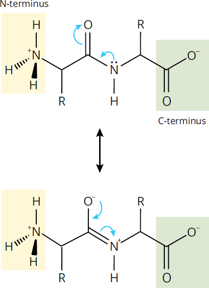 two resonance forms of dipeptide: carbonyl and single C-N bond, negatively charged oxygen with double C=N bond