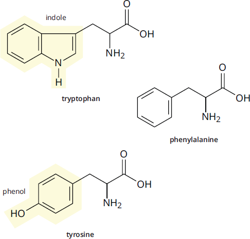 amino acids with following R groups: tryptophan = benzene ring fused with pyrrole ring attached to single carbon, phenylalanine = benzyl, tyrosine = p-hydroxybenzyl