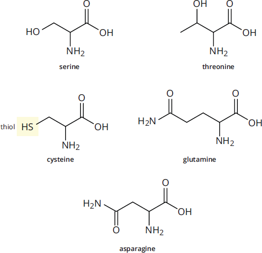 amino acids with following R groups: serine = hydroxymethyl, threonine = 1-hydroxyethyl, asparagine = amidomethyl, glutamine = amidoethyl, cysteine = thiomethyl