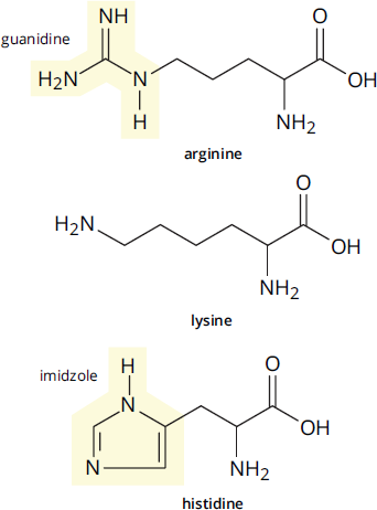 amino acids with following R groups: arginine = aminoamidoaminopropyl, lysine = aminobutyl, histidine = imidazolemethyl