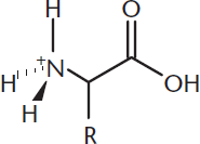 amino acid with amino group protonated as NH3+